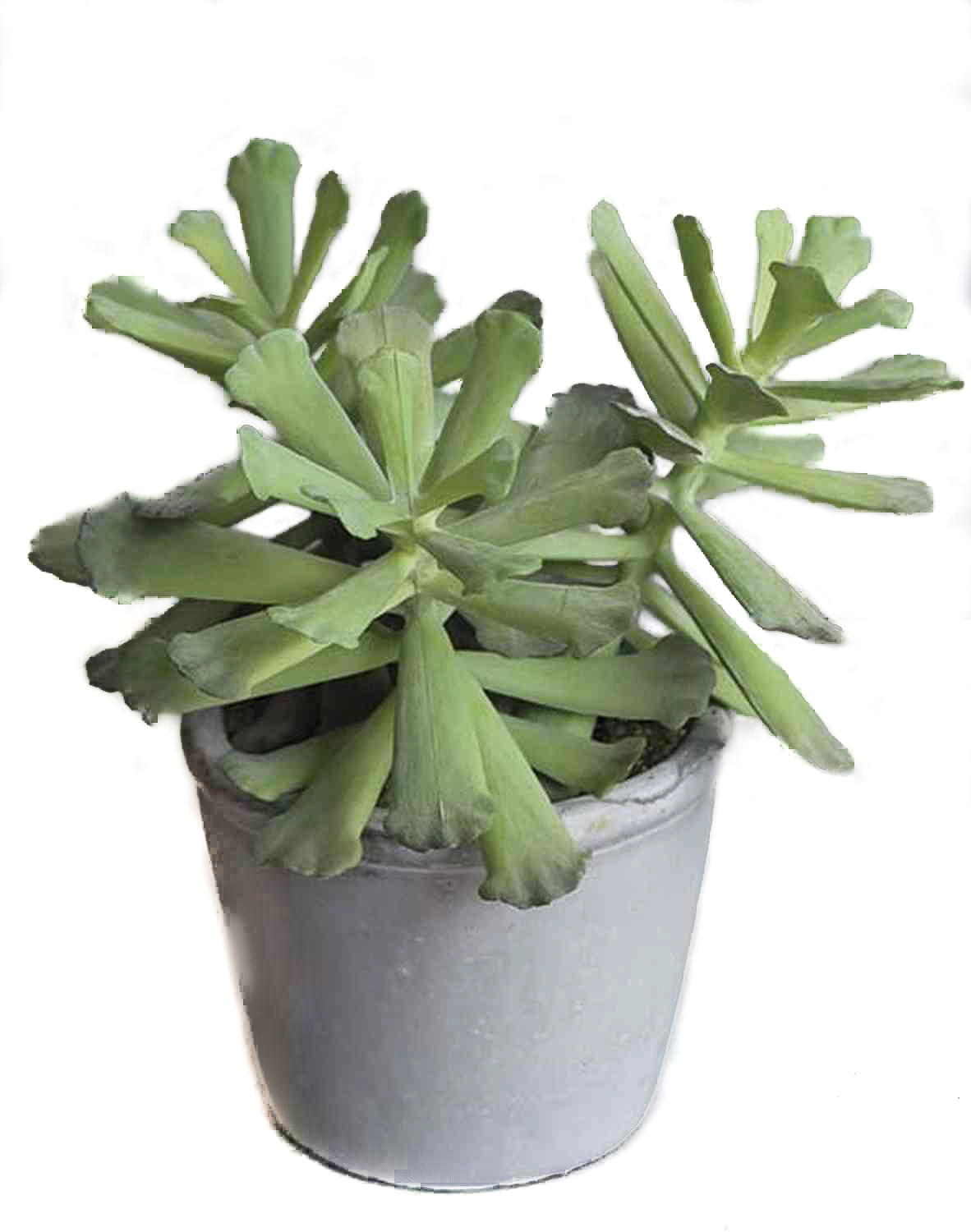 Adromischus cristatus