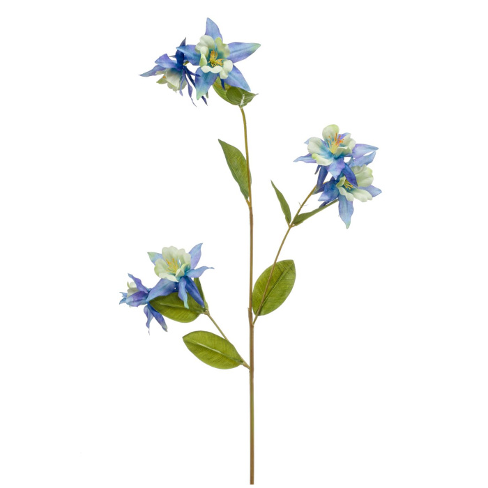 Plant species Aquilegia