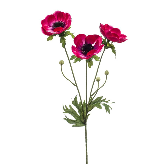 Plant species Anémonas