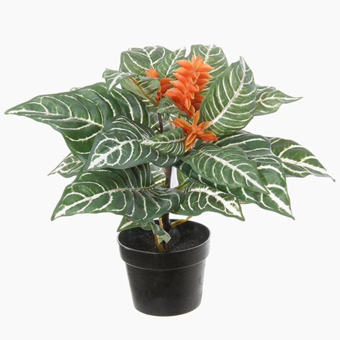 Aphelandra