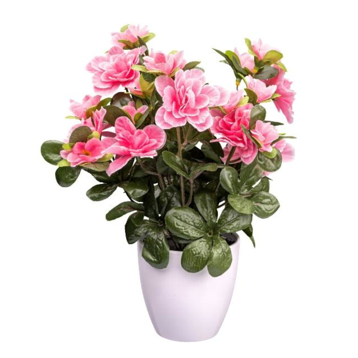 Árbol de azalea