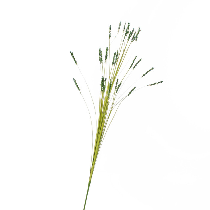 Festuca