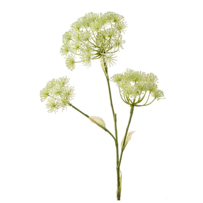 Plant species Heracleum 