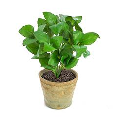 Albahaca 