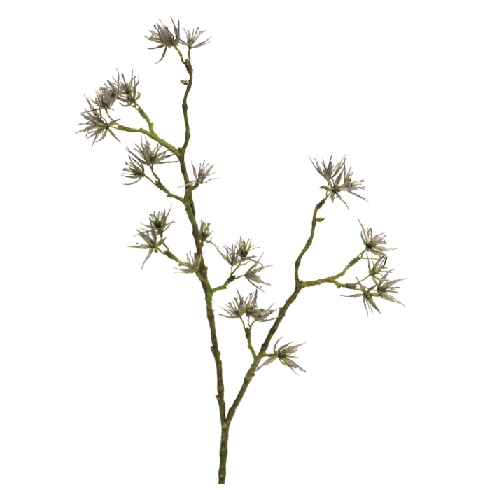 Geum montanum