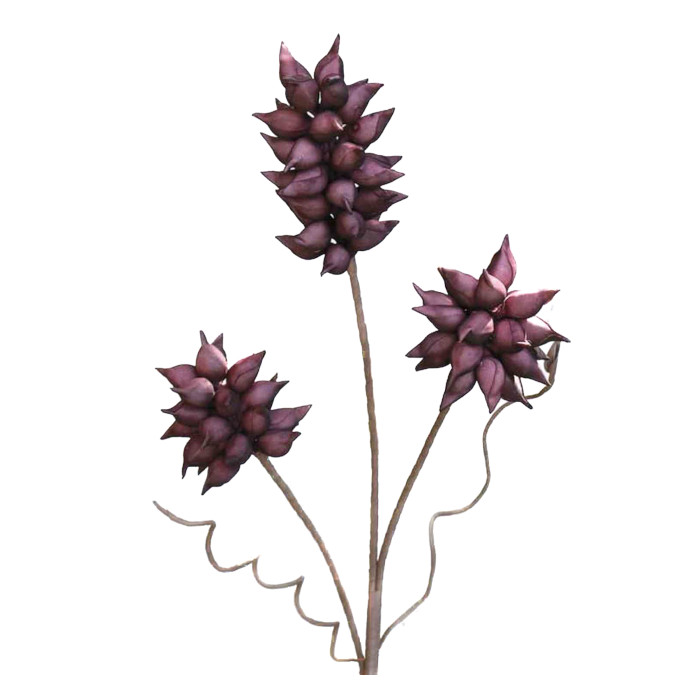 Paulonia imperial