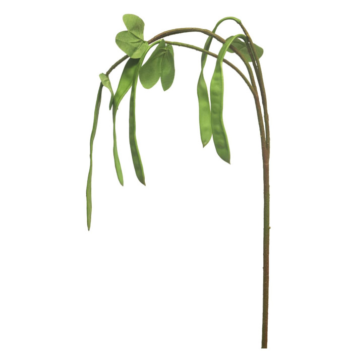 Planta de judías