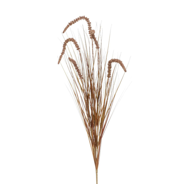 Plant species Borstenhirse