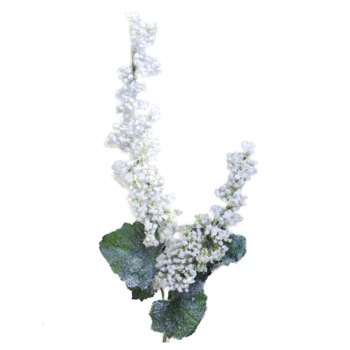 Espirea