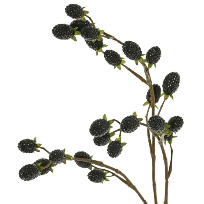 Plant species Zarzamora