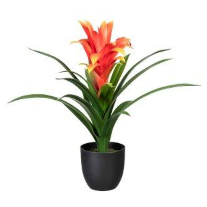 Plant species Bromelia