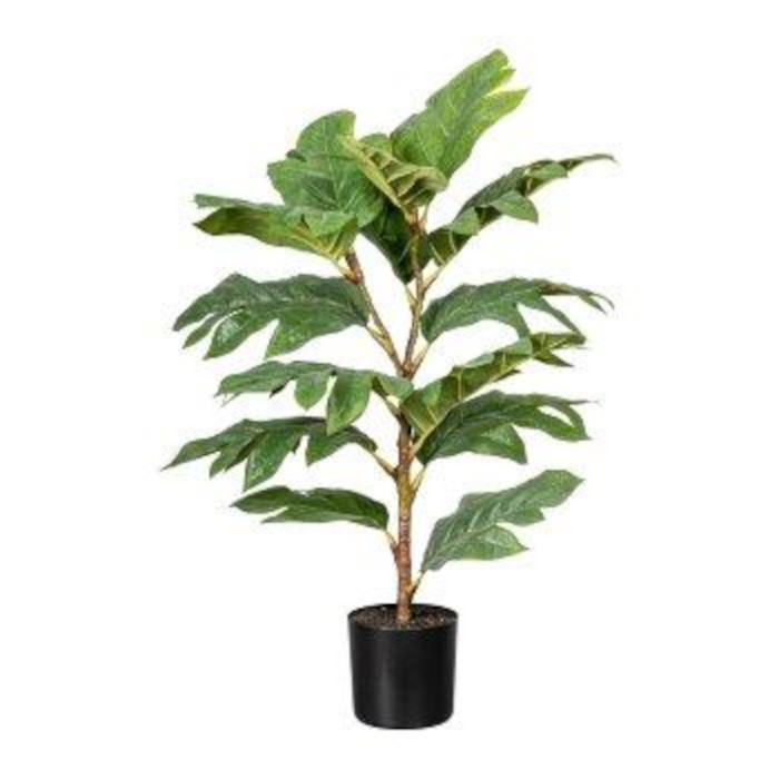 Árbol del pan