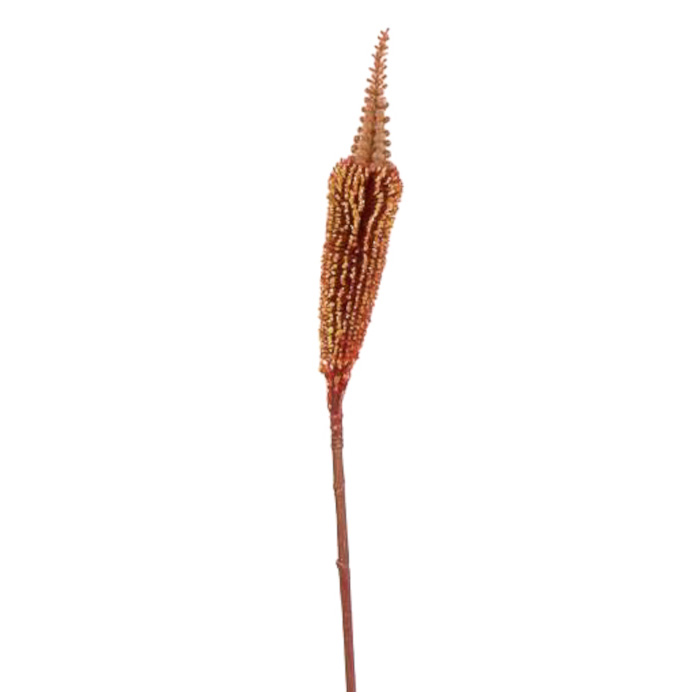 Plant species Bulbinella
