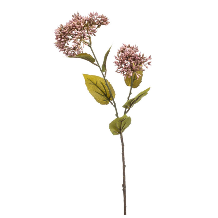 Estrella egipcia