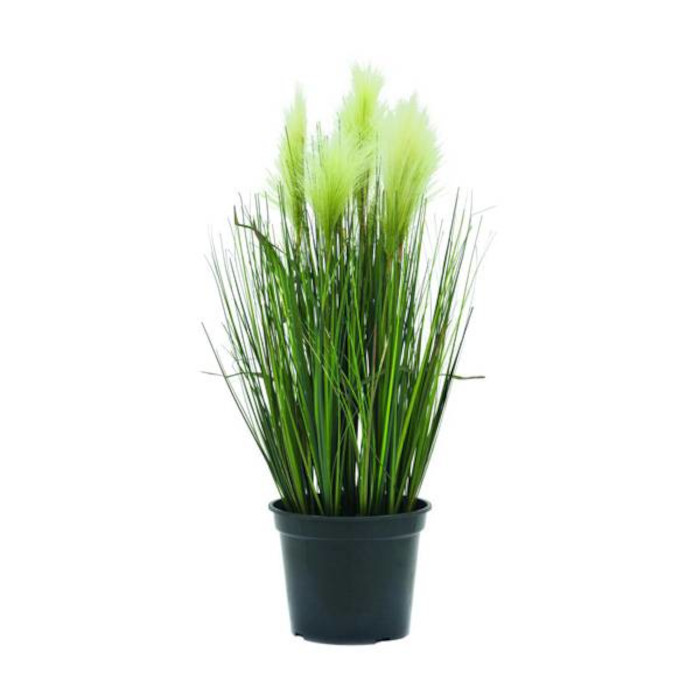 Plant species Stipa