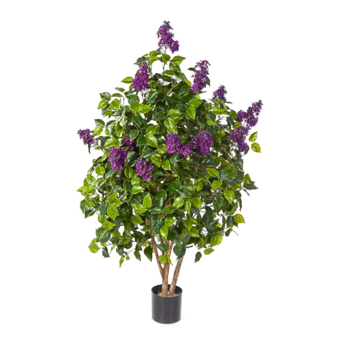 Lilo árbol 