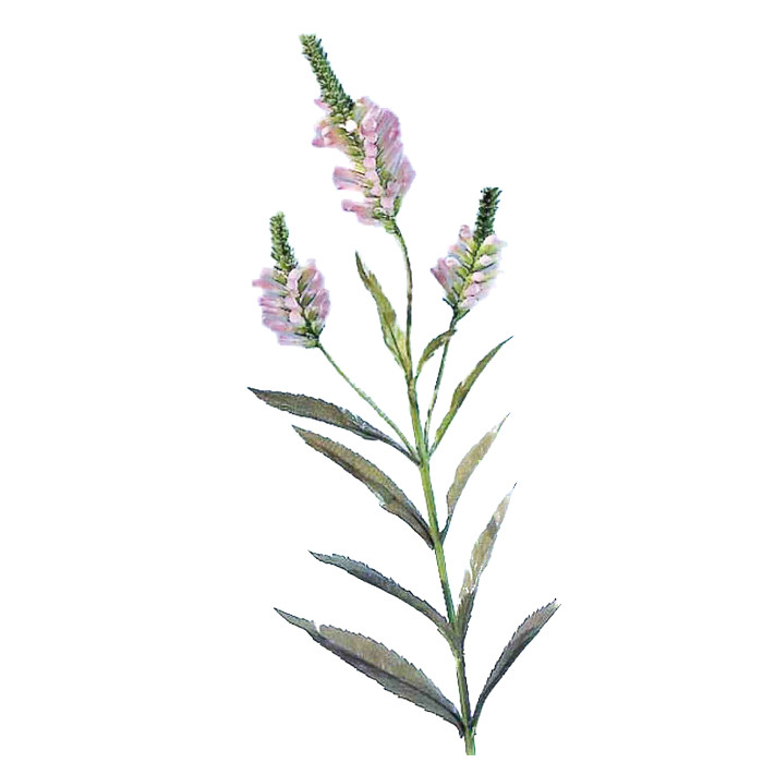 Physostegia virginiana