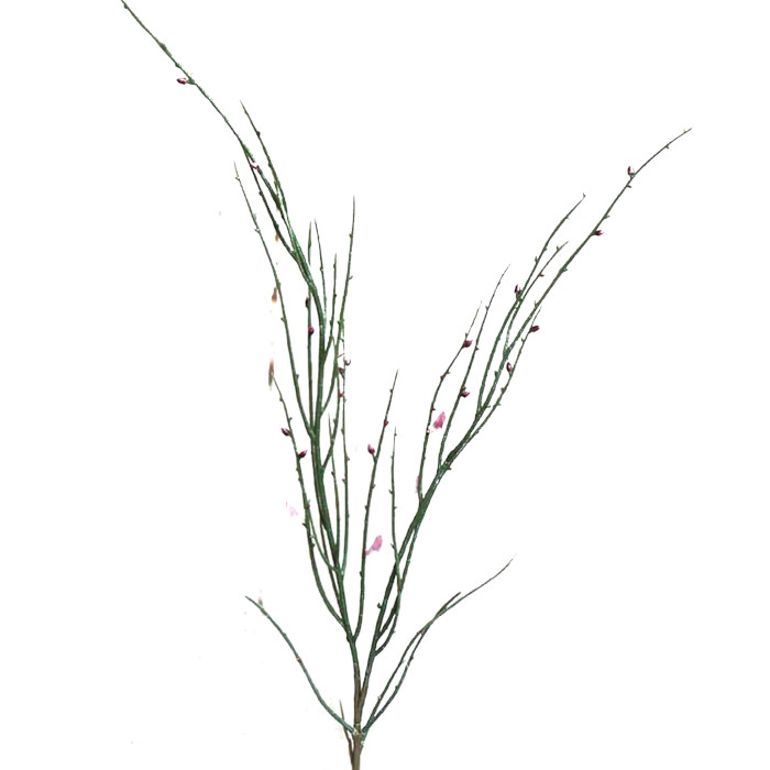 Genista