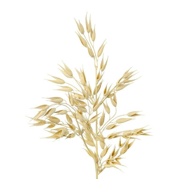 Plant species Avena