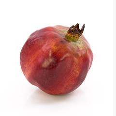 Plant species Granada