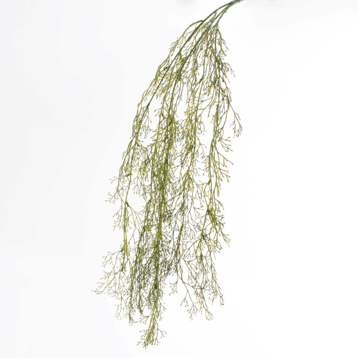Agrostis