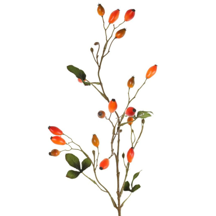 Plant species Escaramujo