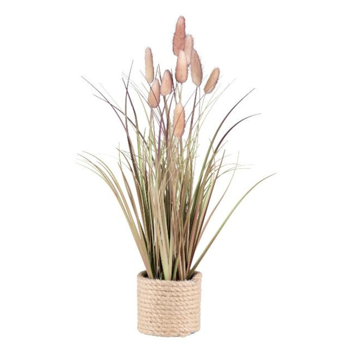 Plant species Lagurus