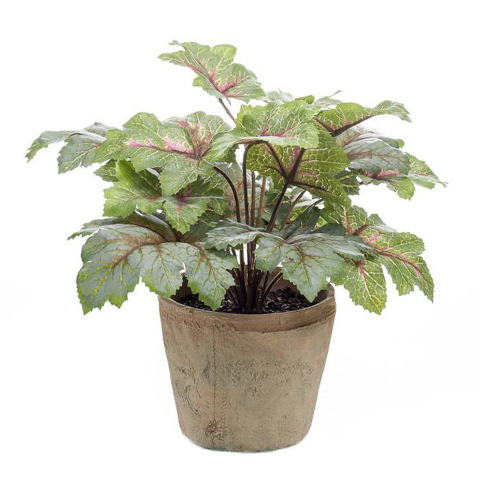 Heuchera
