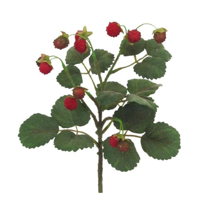 Plant species Frambuesa