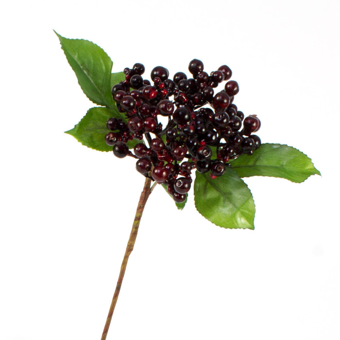 Plant species Baya de saúco