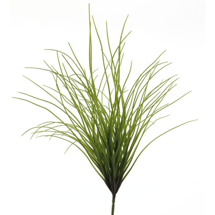 Plant species Japanisches-Berggras