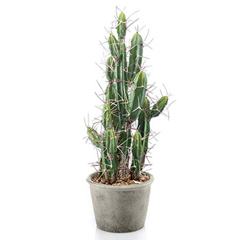 Stetsonia coryne