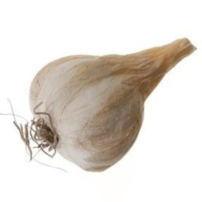 Ajo