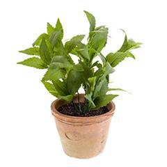 Menta