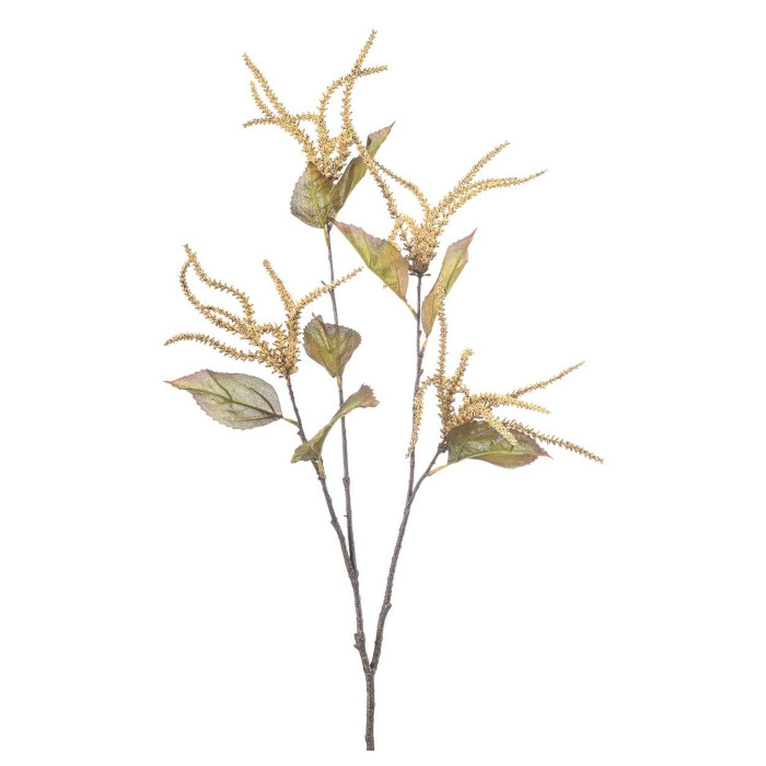 Pacano