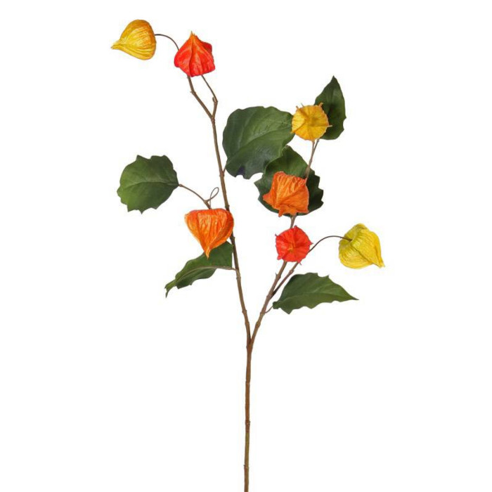 Plant species Physalis