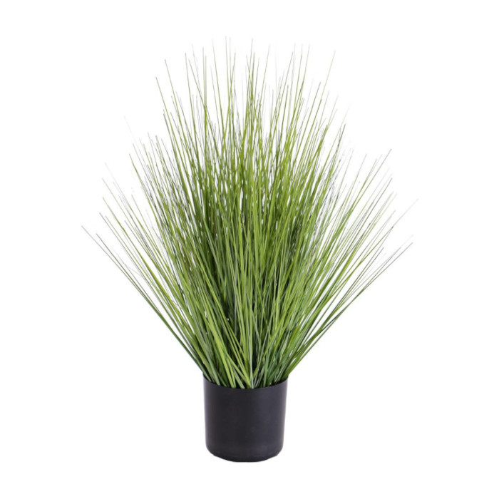 Plant species Pasto varilla