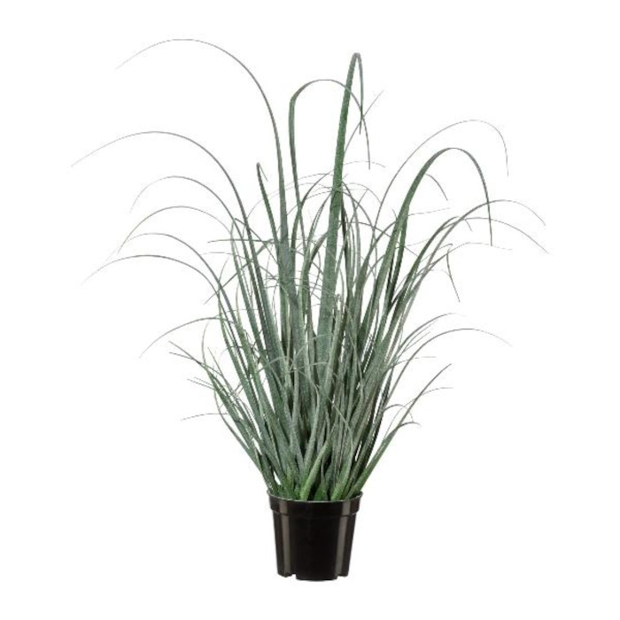 Plant species Carex