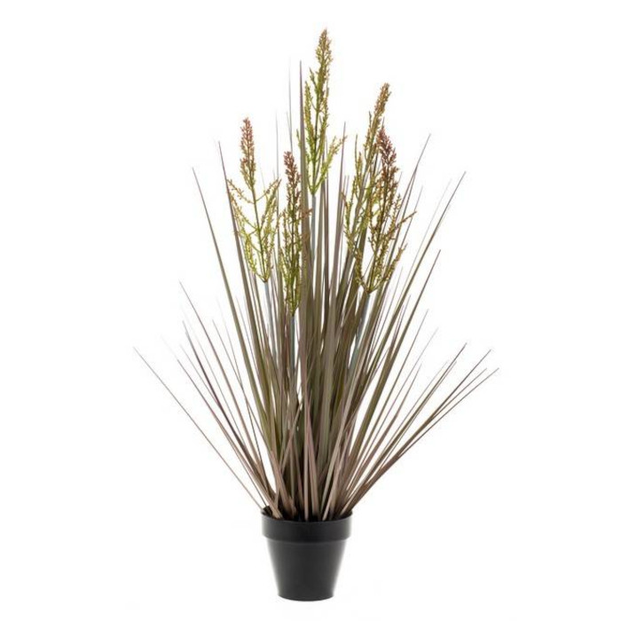 Plant species Esparto: Achnatherum calamagrostis