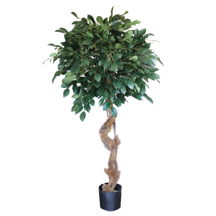 Árbol Sakaki