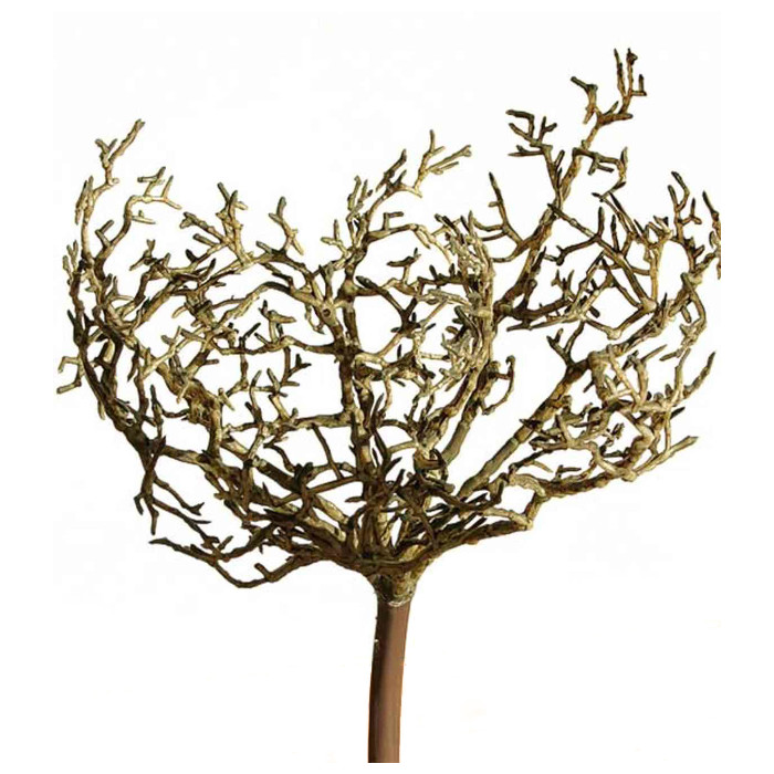 Planta rodadora