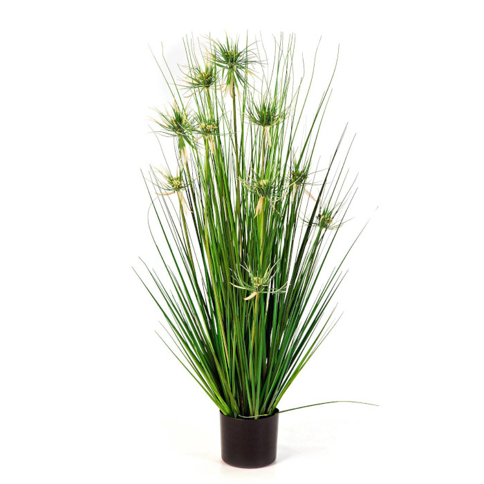 Plant species Hierba estrella