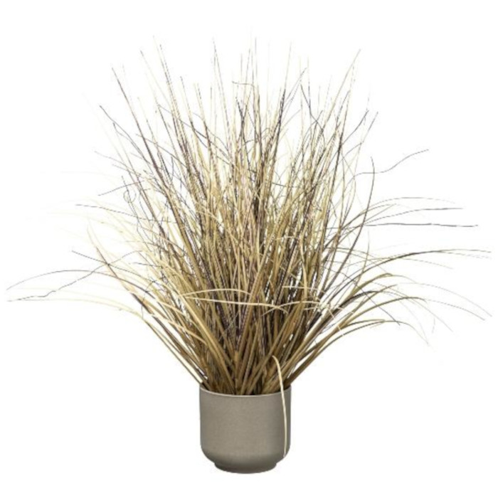 Plant species Hierba de duna