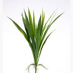 Hemerocallis