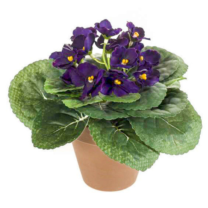 Violeta africana