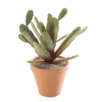 Cactus de Navidad