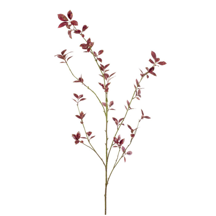 Cotoneaster