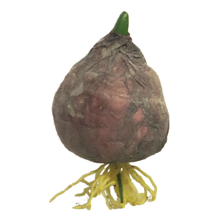Cebolla