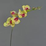 Orquídea Phalaenopsis imitación DAJANA, amarillo-fucsia, 80cm, Ø6-11cm