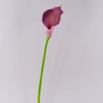 Cala artificial TERESA, violeta, 70cm, 10x18cm